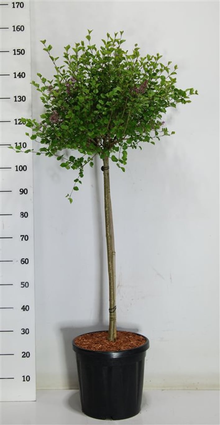 Syringa meyeri 'Palibin' - 80 CM Stem C20